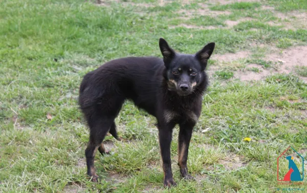 Pies do adopcji, Grudziądz, 29 maja 2025