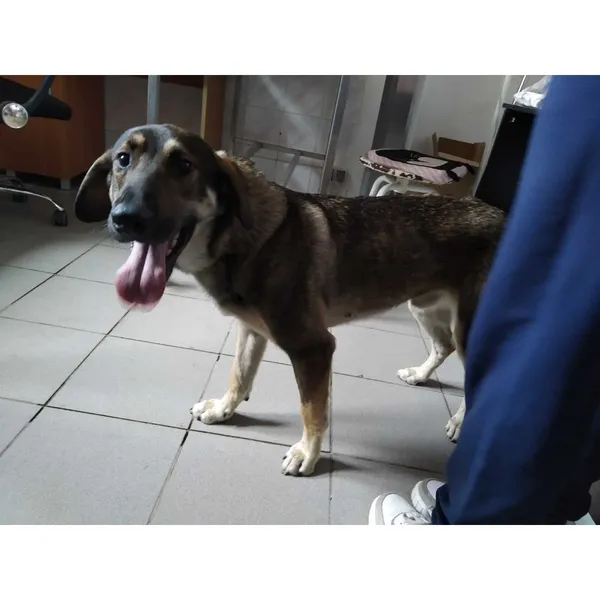 Znaleziono psa, Białystok, 5 czerwca 2025