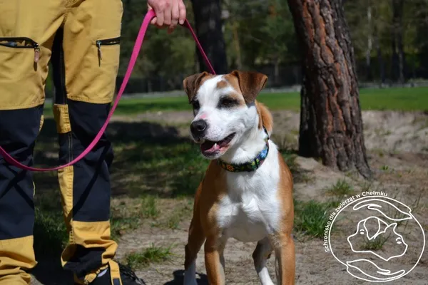 Pies do adopcji, Chełmek, 4 czerwca 2025