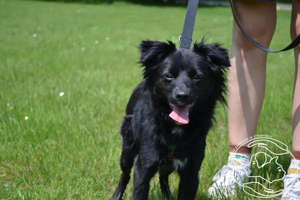 Pies do adopcji, Chełmek, 21 maja 2025
