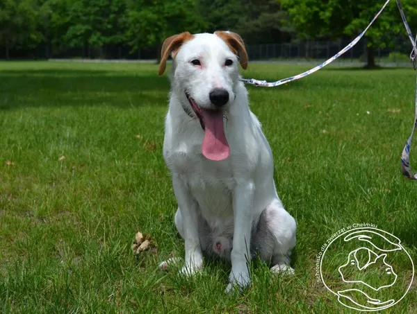 Pies do adopcji, Chełmek, 14 maja 2025