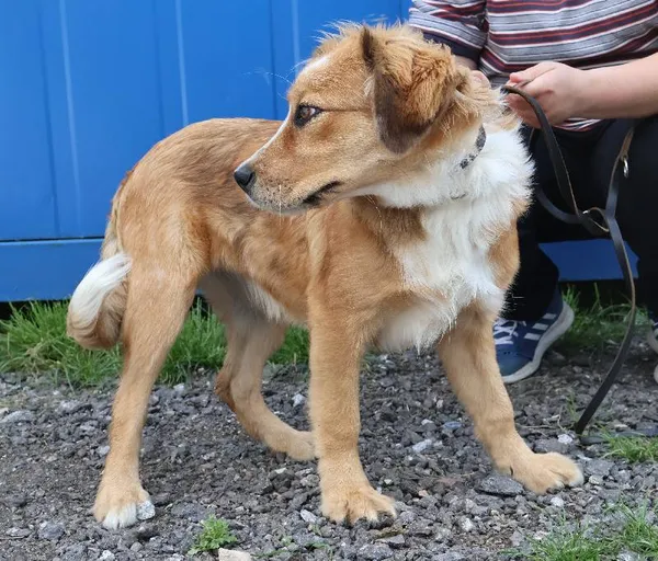 Znaleziono psa, Łódź, 5 czerwca 2025 (1/3)