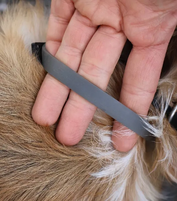 Znaleziono psa, Łódź, 5 czerwca 2025 (3/3)