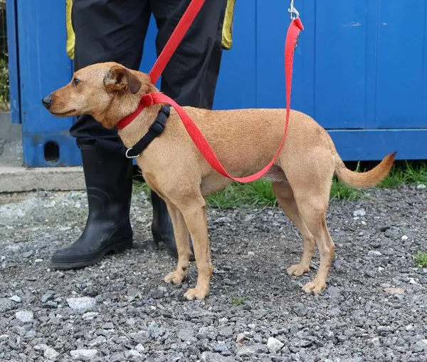 Znaleziono psa, Łódź, 4 czerwca 2025 (1/2)