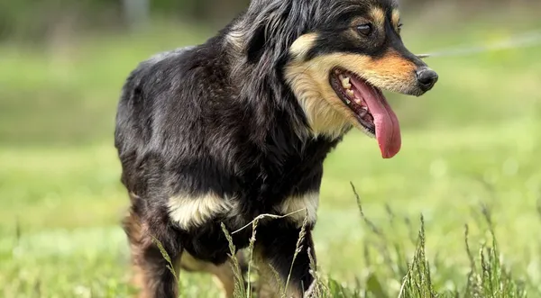 Pies do adopcji, Pieczyska, 5 czerwca 2025 (1/4)