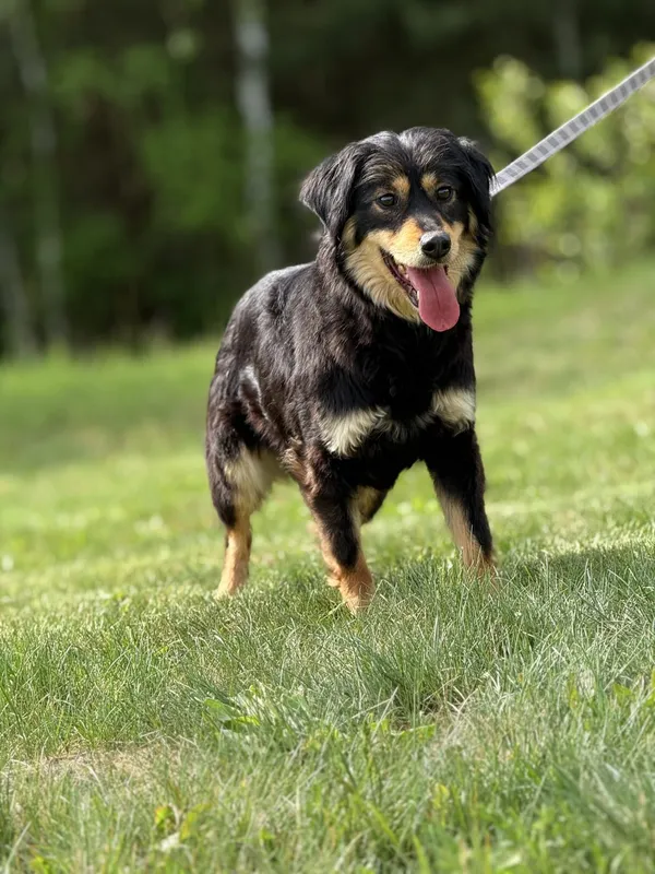 Pies do adopcji, Pieczyska, 5 czerwca 2025 (2/4)