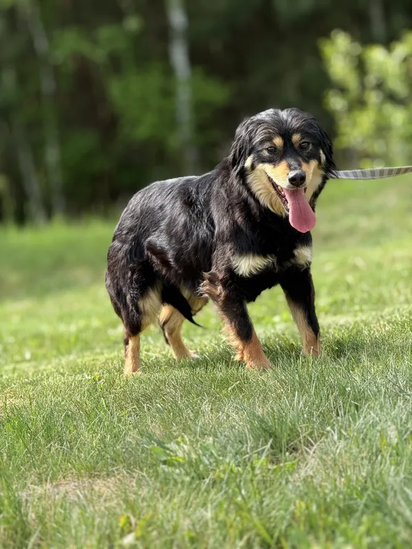 Pies do adopcji, Pieczyska, 5 czerwca 2025 (3/4)