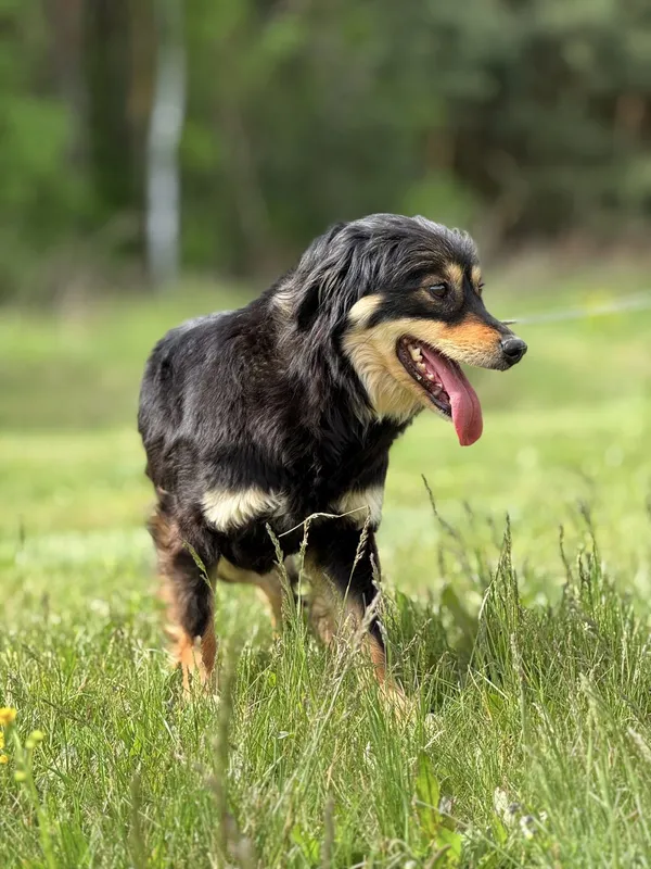 Pies do adopcji, Pieczyska, 5 czerwca 2025 (4/4)