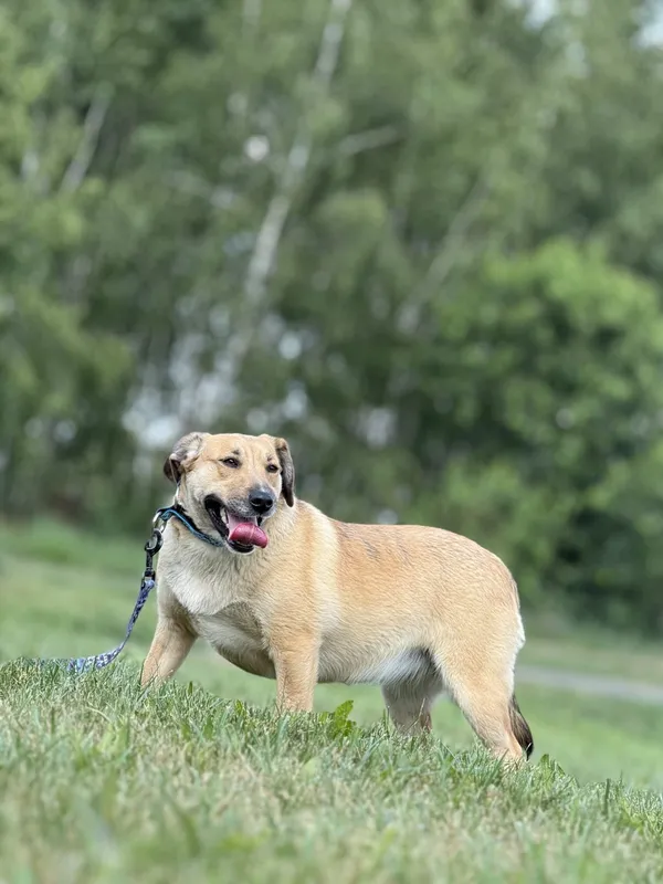 Pies do adopcji, Pieczyska, 5 czerwca 2025 (4/5)