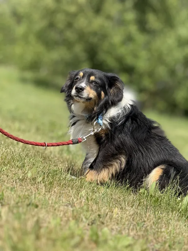 Pies do adopcji, Pieczyska, 5 czerwca 2025 (2/5)