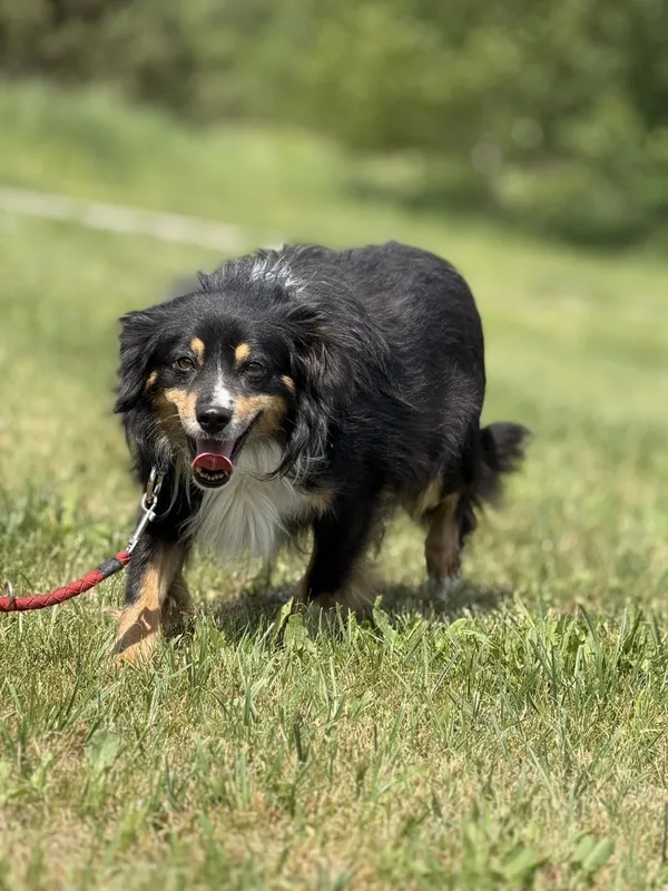 Pies do adopcji, Pieczyska, 5 czerwca 2025 (5/5)