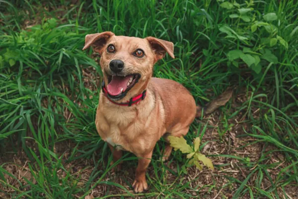 Pies do adopcji, Henrykowo, 5 czerwca 2025 (1/5)