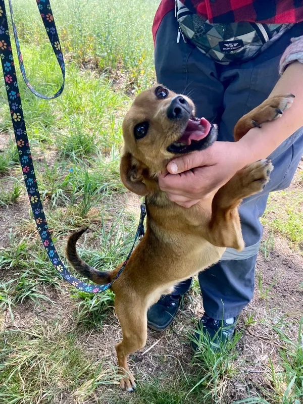 Pies do adopcji, Henrykowo, 5 czerwca 2025 (2/5)