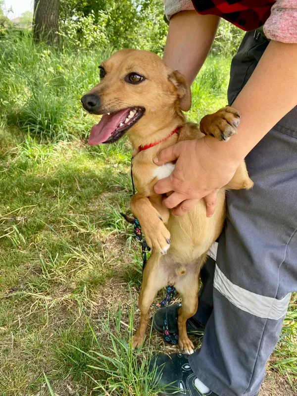 Pies do adopcji, Henrykowo, 5 czerwca 2025 (3/5)