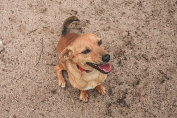 Pies do adopcji, Henrykowo, 5 czerwca 2025 (5/5)