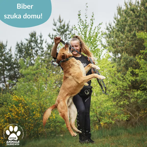 Pies do adopcji, Dąbrówka, 5 czerwca 2025 (4/5)