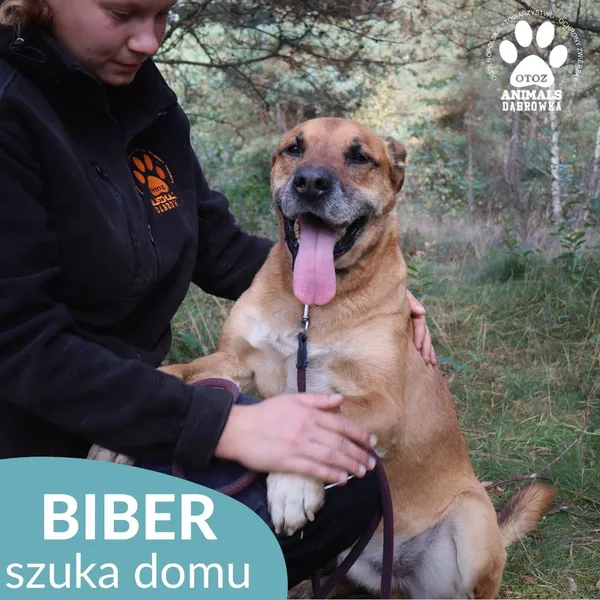 Pies do adopcji, Dąbrówka, 5 czerwca 2025 (2/4)