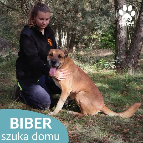 Pies do adopcji, Dąbrówka, 5 czerwca 2025 (3/4)