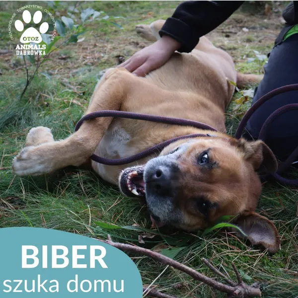 Pies do adopcji, Dąbrówka, 5 czerwca 2025 (4/4)