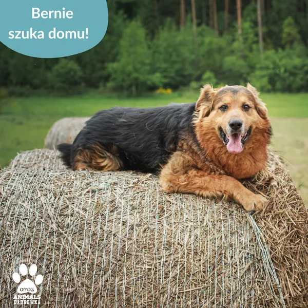 Pies do adopcji, Dąbrówka, 5 czerwca 2025 (1/5)