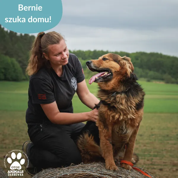 Pies do adopcji, Dąbrówka, 5 czerwca 2025 (2/5)