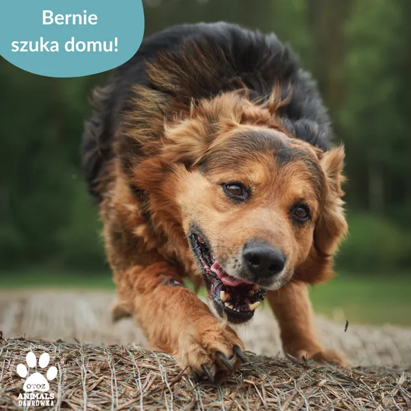 Pies do adopcji, Dąbrówka, 5 czerwca 2025 (5/5)