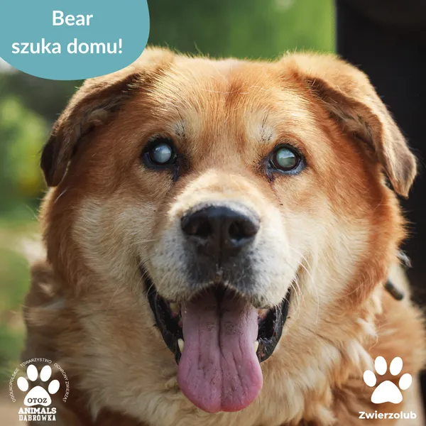 Pies do adopcji, Dąbrówka, 5 czerwca 2025 (1/5)