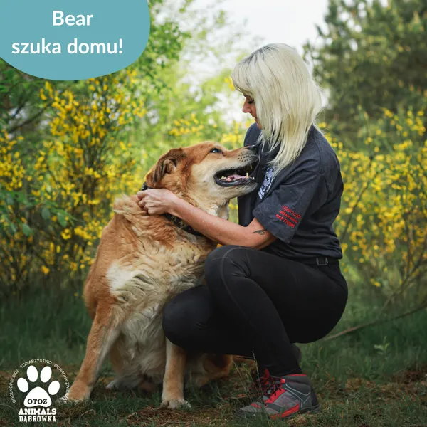 Pies do adopcji, Dąbrówka, 5 czerwca 2025 (2/5)