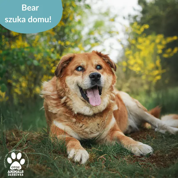 Pies do adopcji, Dąbrówka, 5 czerwca 2025 (3/5)