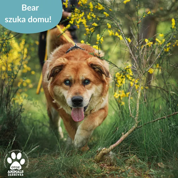 Pies do adopcji, Dąbrówka, 5 czerwca 2025 (4/5)