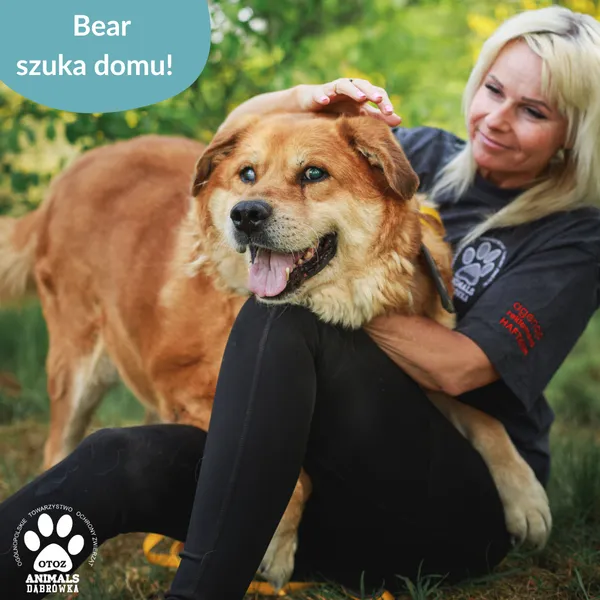 Pies do adopcji, Dąbrówka, 5 czerwca 2025 (5/5)