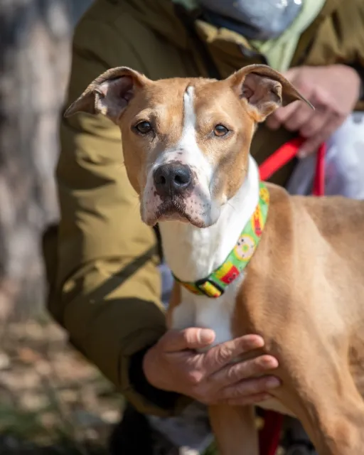 Pies do adopcji, Piła, 2 grudnia 2023 (1/2)