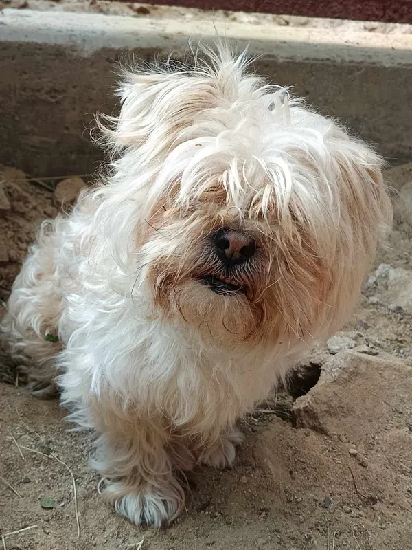 Znaleziono psa, Olsztyn, 3 czerwca 2025