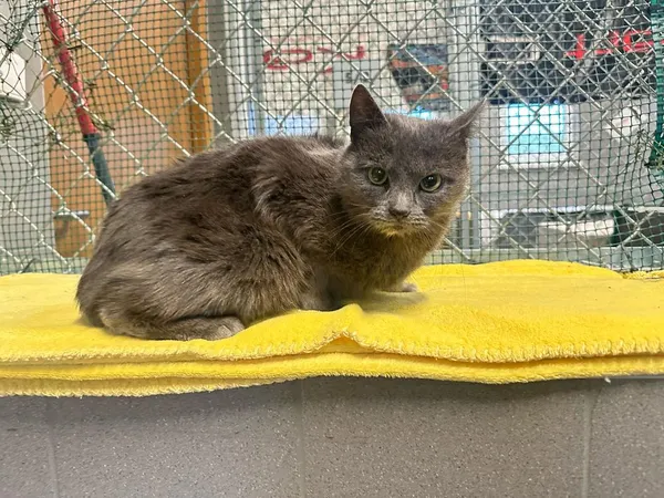 Kot do adopcji, Sopot, 5 czerwca 2025 (1/2)