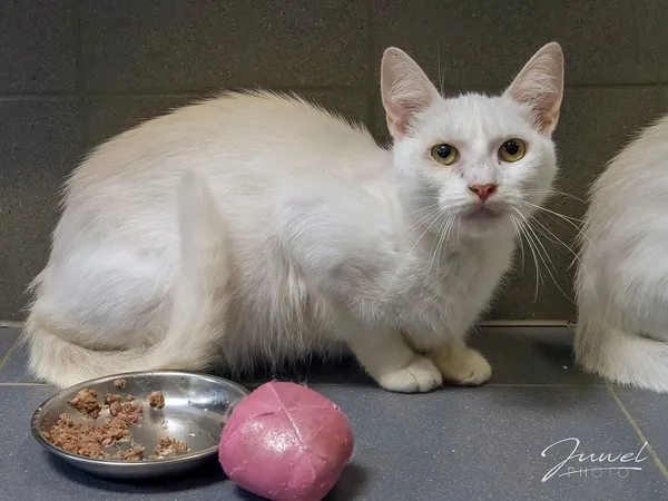 Kot do adopcji, Sopot, 5 czerwca 2025 (1/3)