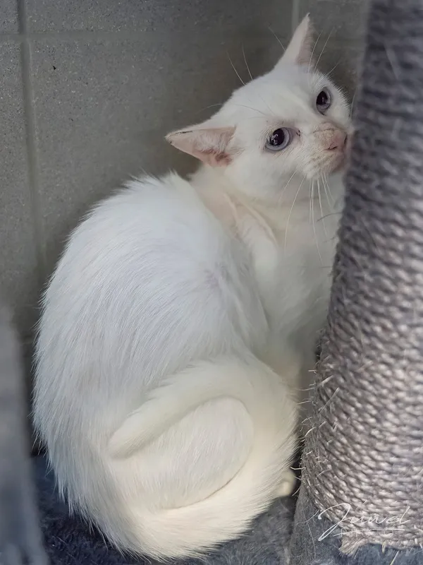 Kot do adopcji, Sopot, 5 czerwca 2025 (2/4)