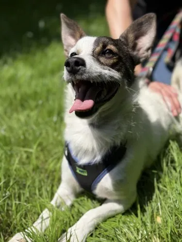 Pies do adopcji, Kraków, 22 maja 2025 (1/5)