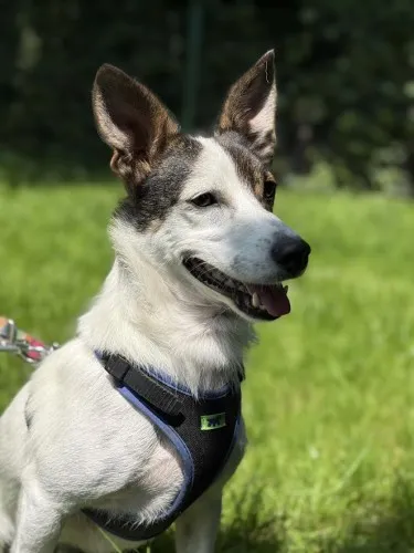 Pies do adopcji, Kraków, 22 maja 2025 (4/5)