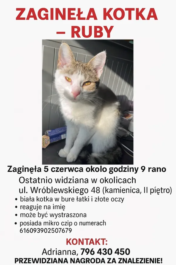 Zaginął kot, Łódź, 6 czerwca 2025
