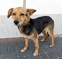 Znaleziono psa, Siedlce, 5 czerwca 2025