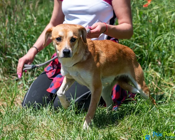 Pies do adopcji, Racławice, 5 czerwca 2025 (5/5)