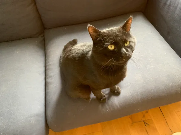 Znaleziono kota, Warszawa, Służew, 6 czerwca 2025