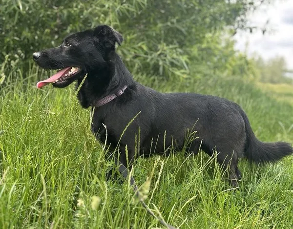 Pies do adopcji, Pawłowo, 6 czerwca 2025 (1/4)