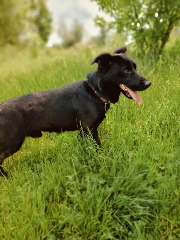 Pies do adopcji, Pawłowo, 6 czerwca 2025 (3/4)