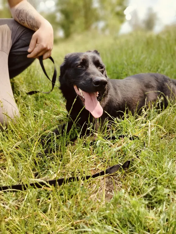 Pies do adopcji, Pawłowo, 6 czerwca 2025 (4/4)