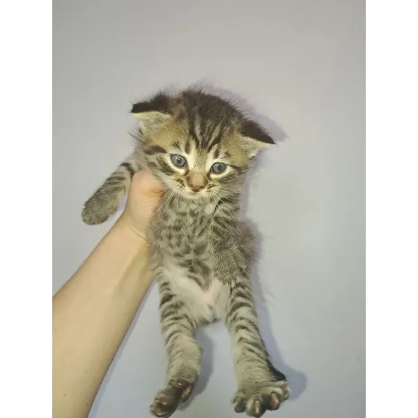 Znaleziono kota, Białystok, 2 czerwca 2025