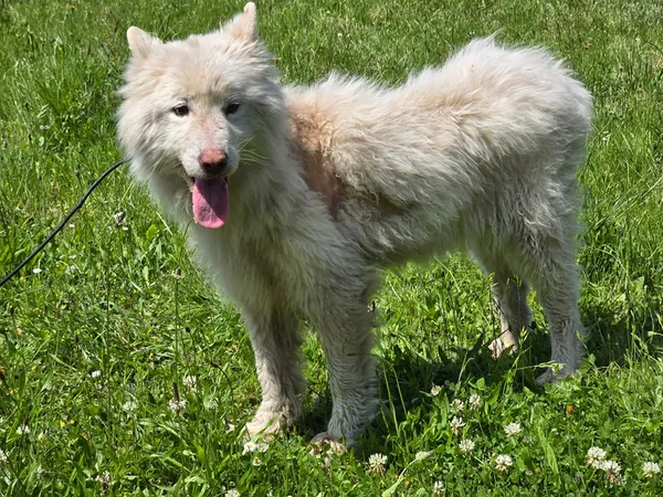 Pies do adopcji, Ropczyce, 6 czerwca 2025