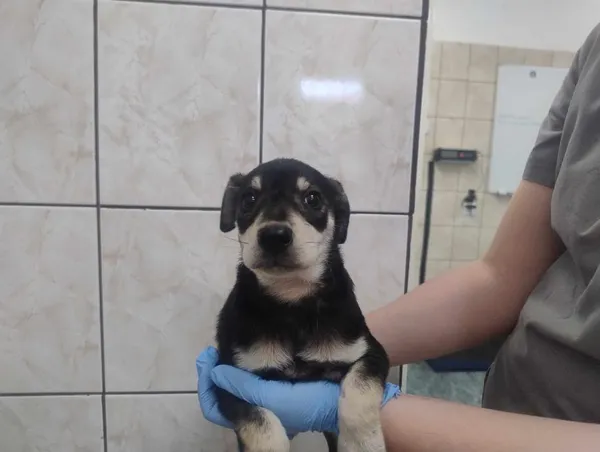 Znaleziono psa, Toruń, 6 czerwca 2025