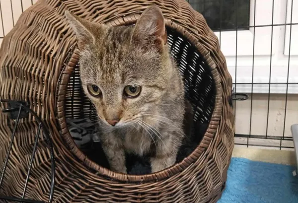 Znaleziono kota, Toruń, 4 czerwca 2025