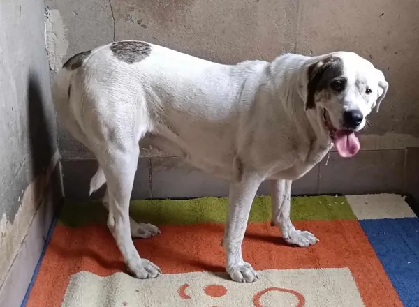 Znaleziono psa, Toruń, 4 czerwca 2025